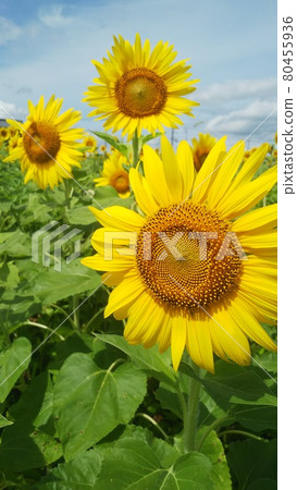Summer sunflowers growing steadily toward the sun Summer sunflowers growing steadily toward the sun 80455936