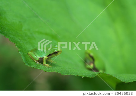 [Amphibian] Two tree frogs on the butterbur leaf 80456038