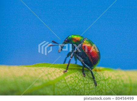 Leaf rolling weevil, Byctiscus betulae beetle on a leaf in an unusual pose, shiny colorful beetle Leaf rolling weevil, Byctiscus betulae beetle on a leaf in an unusual pose, shiny colorful beetle 80456499