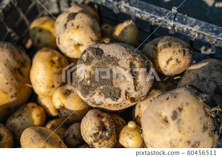 Fresh potatoes digged Fresh potatoes digged 80456511