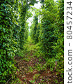 agricultural plantation of black pepper against the sky 80457234