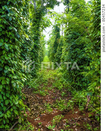 agricultural plantation of black pepper against the sky agricultural plantation of black pepper against the sky 80457234