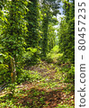 agricultural plantation of black pepper against the sky 80457235