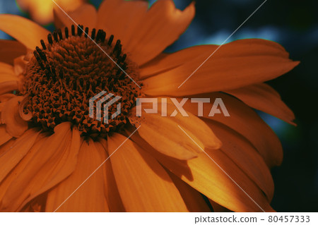 Arnica montana, also known as wolf's bane, leopard's bane, mountain tobacco and mountain arnica. Arnica montana is used as an herbal medicine for analgesic and anti-inflammatory purposes. Close-up. Arnica montana, also known as wolf's bane, leopard's bane, mountain tobacco and mountain arnica. Arnica montana is used as an herbal medicine for analgesic and anti-inflammatory purposes. Close-up. 80457333