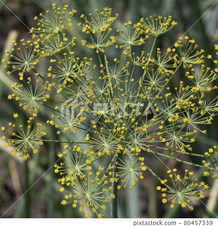 Dill (Anethum graveolens) is an annual herb in the celery family Apiaceae. It is the only species in the genus Anethum. Dill flowers, close-up. 80457339