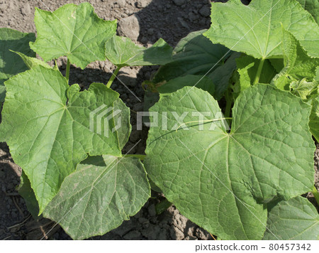 Cucumber stalks in the home garden. Homegrown plants. 80457342