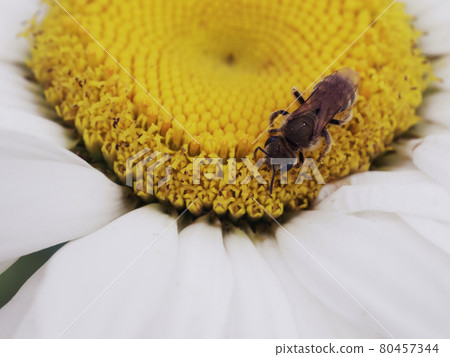Little bee on a chamomile flower bud, close-up. Little bee on a chamomile flower bud, close-up. 80457344