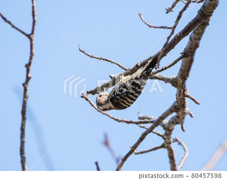 Japanese pygmy woodpecker 3 cherry tree Japanese pygmy woodpecker 3 cherry tree 80457598