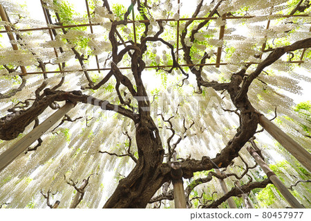 Wisteria flowers Wisteria flowers 80457977