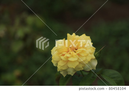 Arao City Ominous Citizen Flower Bed Rose Flower, Arao City Ominous Citizen Flower Bed Rose Flower, 80458104