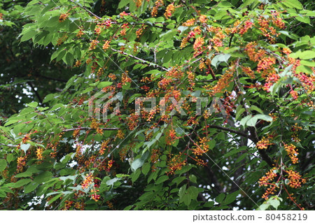 Prunus grayana fruit that has turned orange Prunus grayana fruit that has turned orange 80458219