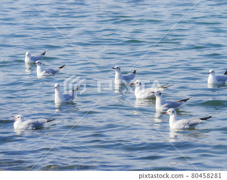 Black-headed gull 6 herd Black-headed gull 6 herd 80458281