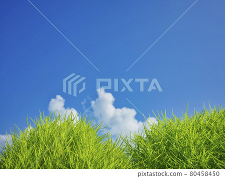 Broom grass and blue sky 80458450