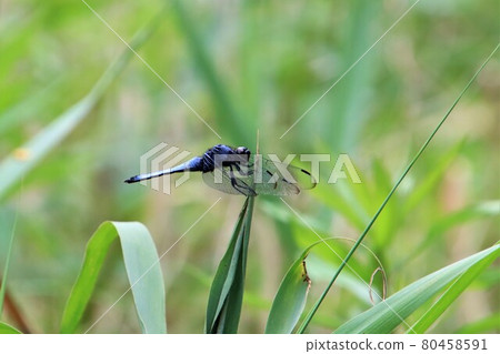 Orthetrum albisum 棲息在葉子上 80458591