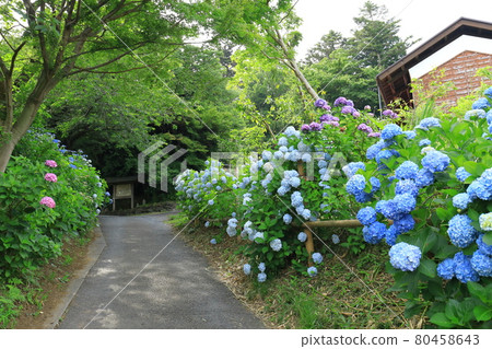 Hydrangea of Jokeiji 80458643