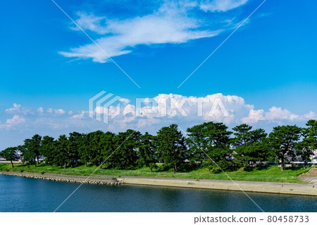 河床松樹和天空 河床松樹和天空 80458733