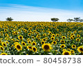 Sunflowers spreading in the flower open space 80458738