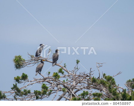 大鸕鶿 1 松 80458897