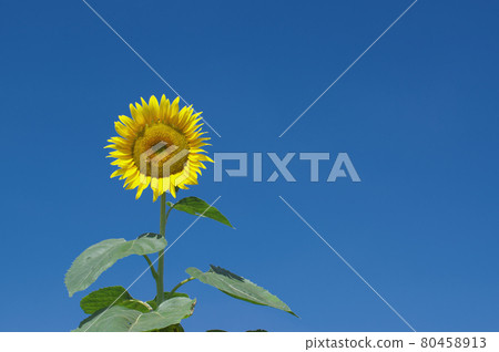 Sunflower 80458913