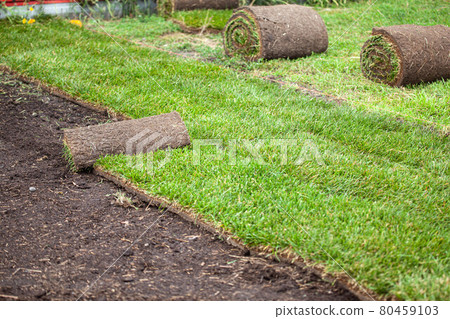 Stack of turf grass roll for lawn 80459103