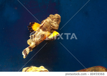 Scorpion fish scorpion fish 80459368