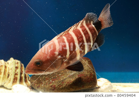 Grouper Mahata 80459404