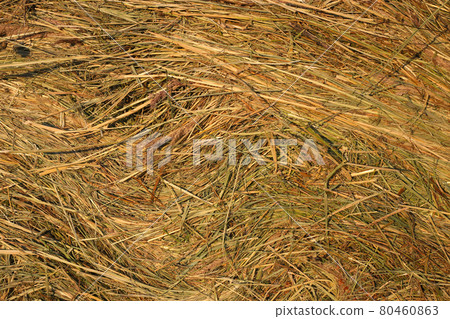 Close up of hay background texture Close up of hay background texture 80460863