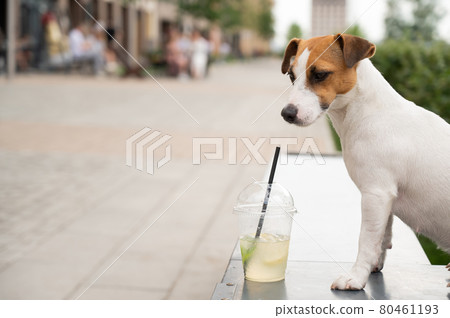 Jack russell terrier dog with a plastic glass of lemonade Jack russell terrier dog with a plastic glass of lemonade 80461193