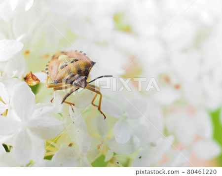 Close-up - carpocoris purpureipennis is sitting on hydrangea arborescens Annabelle. Close-up - carpocoris purpureipennis is sitting on hydrangea arborescens Annabelle. 80461220