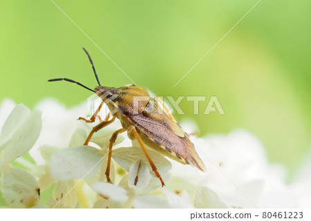 Carpocoris purpureipennis is sitting on hydrangea arborescens Annabelle. Carpocoris purpureipennis is sitting on hydrangea arborescens Annabelle. 80461223
