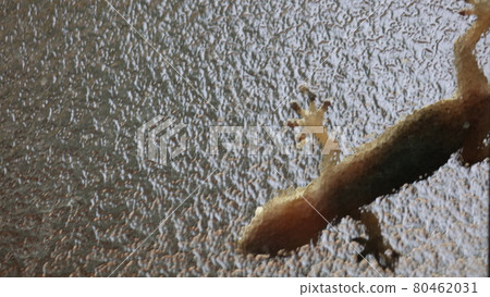 Organisms sticking to windows Organisms sticking to windows 80462031