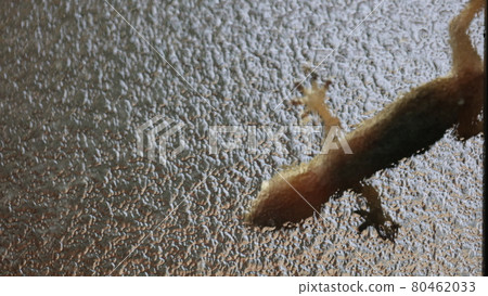 Organisms sticking to windows 80462033