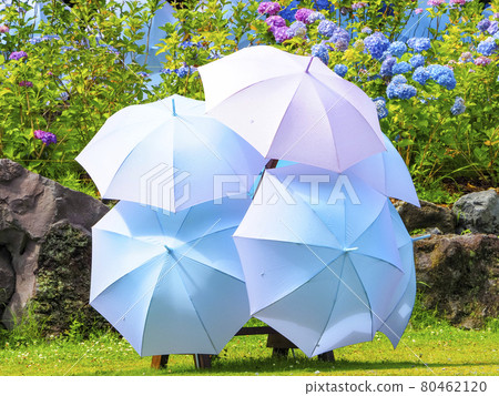 【靜岡縣】八田山曾永寺繡球花和五顏六色的雨傘 【靜岡縣】八田山曾永寺繡球花和五顏六色的雨傘 80462120
