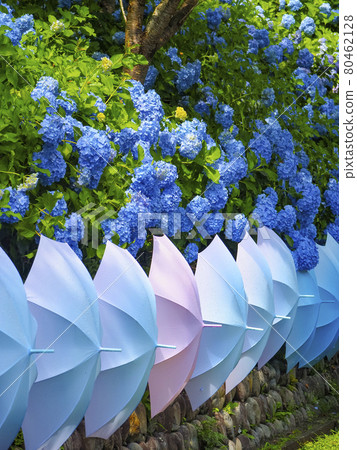 【靜岡縣】八田山曾永寺繡球花和五顏六色的雨傘 80462128