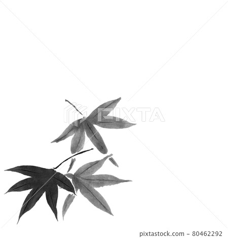 Maple illustration (hand-drawn ink illustration) 80462292
