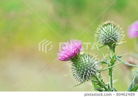 Red American thistle flowers and green buds Red American thistle flowers and green buds 80462489