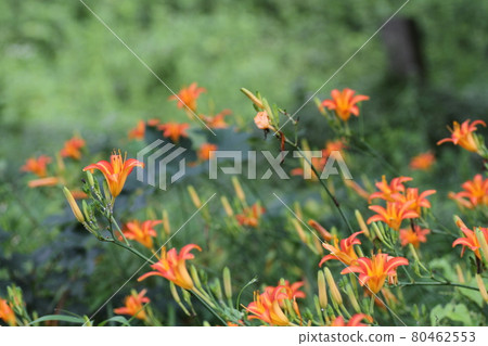 在初夏時分，橙色的花朵Nokanzo盛開在馬頭Kannon面前 80462553