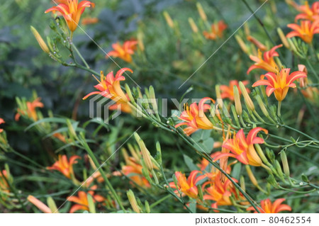 In early summer, the orange flower Nokanzo, which blooms in front of the horse head Kannon In early summer, the orange flower Nokanzo, which blooms in front of the horse head Kannon 80462554