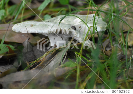 Yamadaike Park Yamadaike Park 80462562