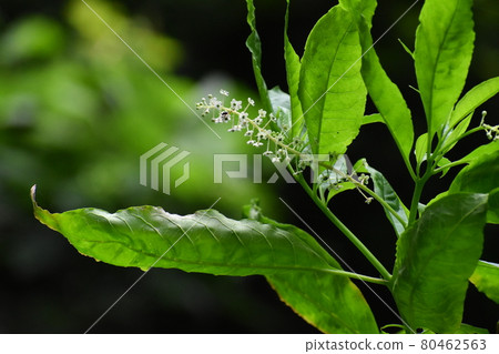 Yamadaike Park Yamadaike Park 80462563