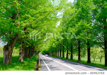 Fresh green Metasequoia 80462568