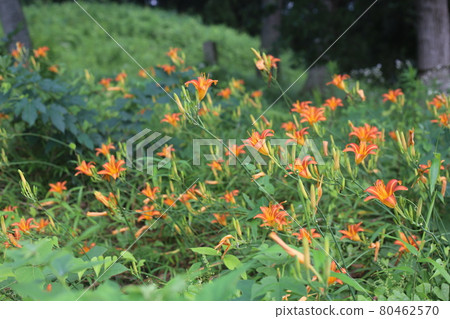 In early summer, the orange flower Nokanzo, which blooms in front of the horse head Kannon In early summer, the orange flower Nokanzo, which blooms in front of the horse head Kannon 80462570