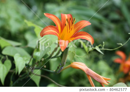 在初夏時分，橙色的花朵Nokanzo盛開在馬頭Kannon面前 80462577