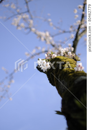 Old tree of Yoshino cherry tree Old tree of Yoshino cherry tree 80462779