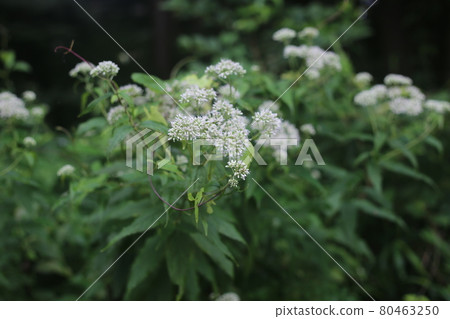 Eupatorium makinata，一朵盛開在林道旁的白花 80463250