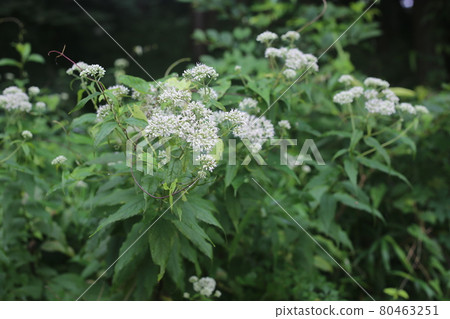 Eupatorium makinata,一朵盛開在林道旁的白花 Eupatorium makinata,一朵盛開在林道旁的白花 80463251