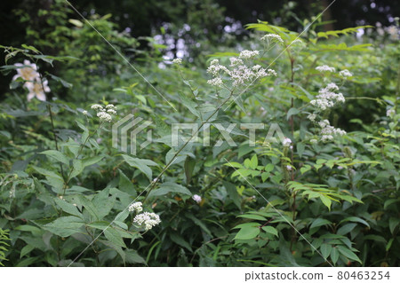 Eupatorium makinata, a white flower that blooms on the side of a forest road Eupatorium makinata, a white flower that blooms on the side of a forest road 80463254