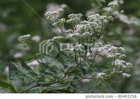 Eupatorium makinata,一朵盛開在林道旁的白花 Eupatorium makinata,一朵盛開在林道旁的白花 80463256