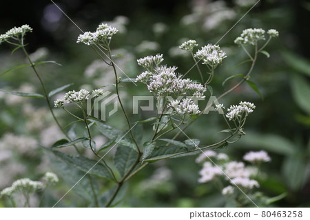Eupatorium makinata，一朵盛開在林道旁的白花 80463258