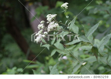 Eupatorium makinata,一朵盛開在林道旁的白花 Eupatorium makinata,一朵盛開在林道旁的白花 80463259